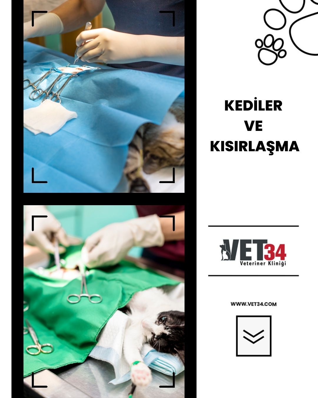 Kedileri Kısırlaştırmamanın Zararları