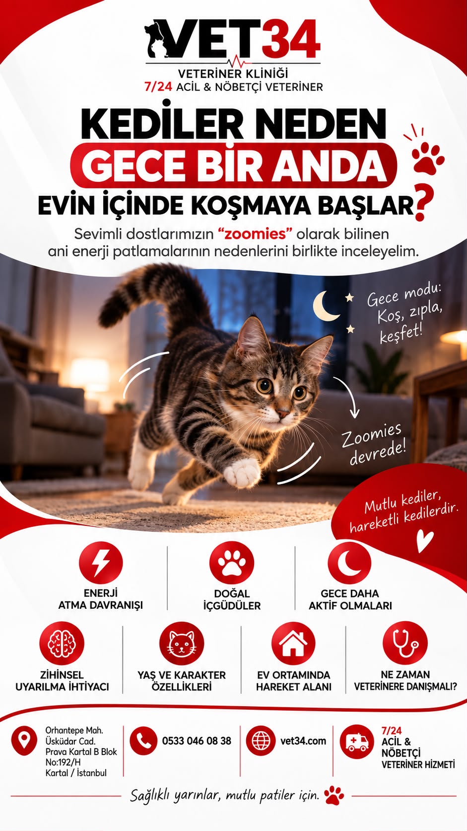 Kediler neden gece bir anda evin içinde koşmaya başlar?
