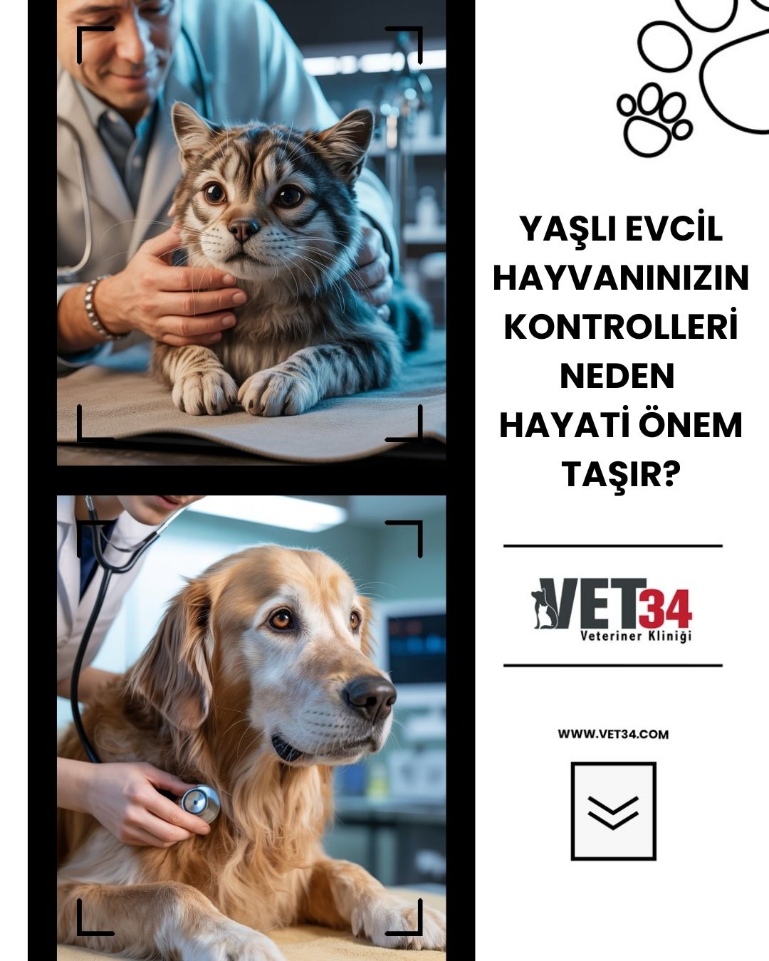Yaşlı Evcil Hayvanınızın Kontrolleri Neden Hayati Önem Taşır?