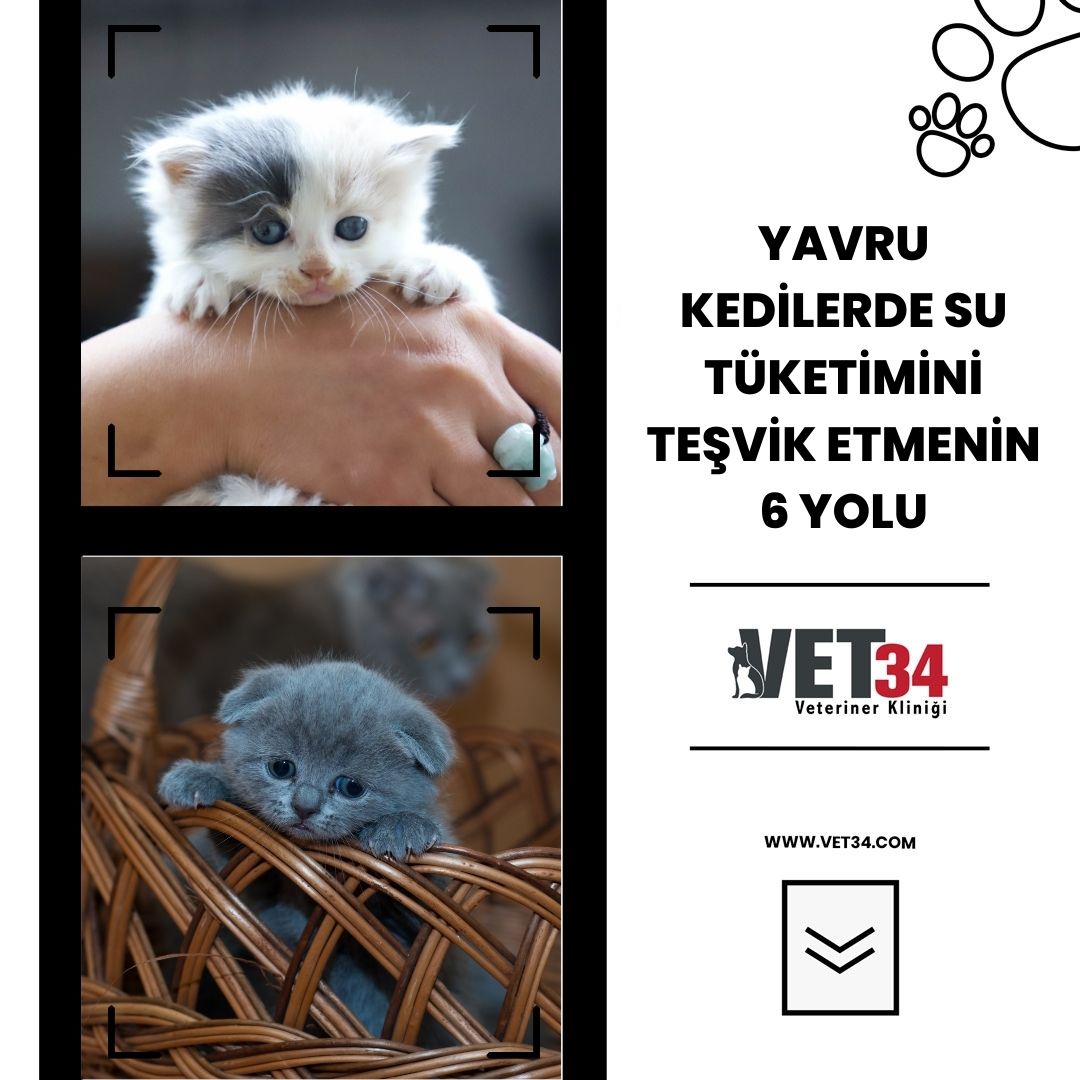 Yavru Kedilerde Su Tüketimini Teşvik Etmenin 6 Yolu