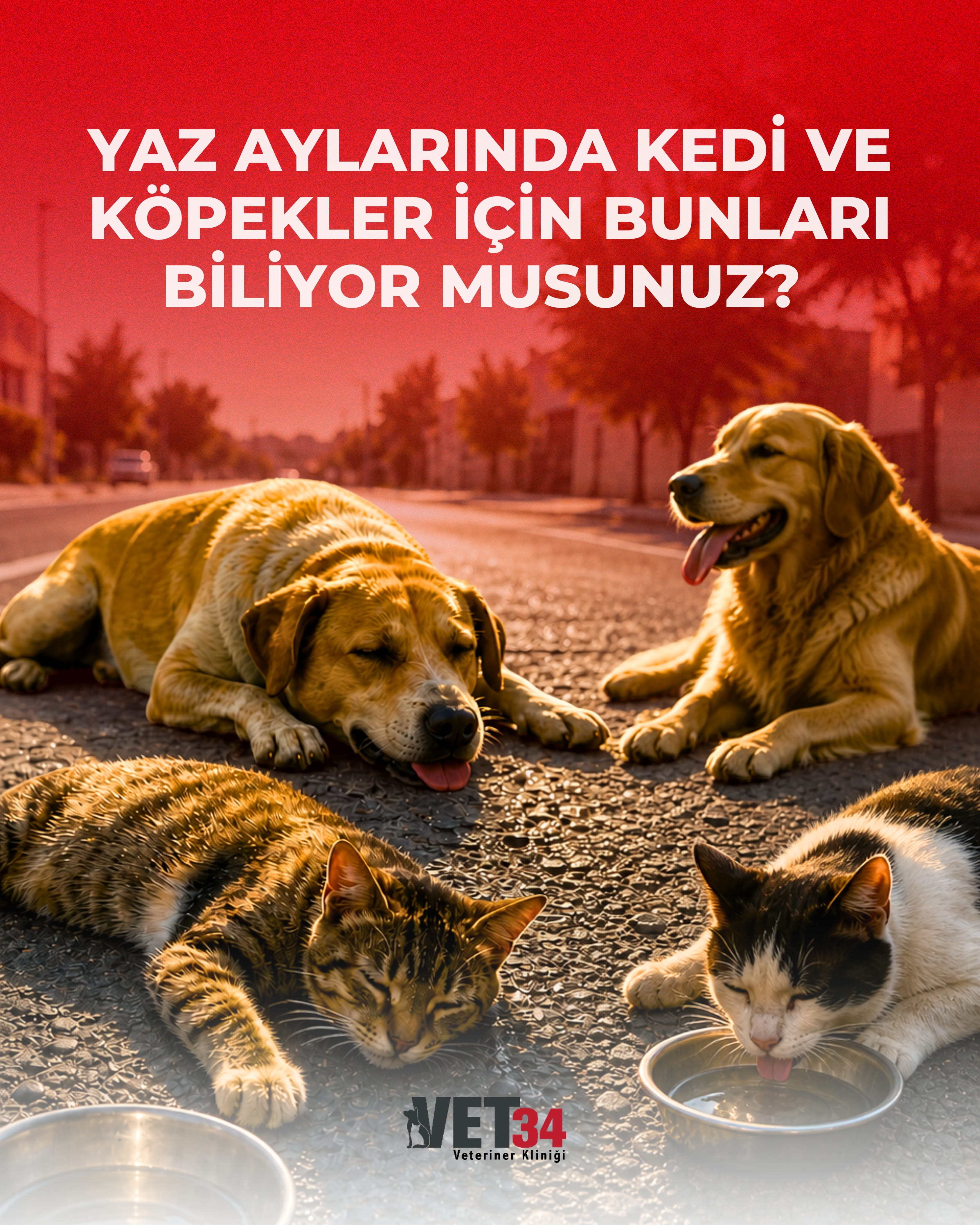 Yaz Aylarında Kedi ve Köpeklerde Dikkat Edilmesi Gerekenler