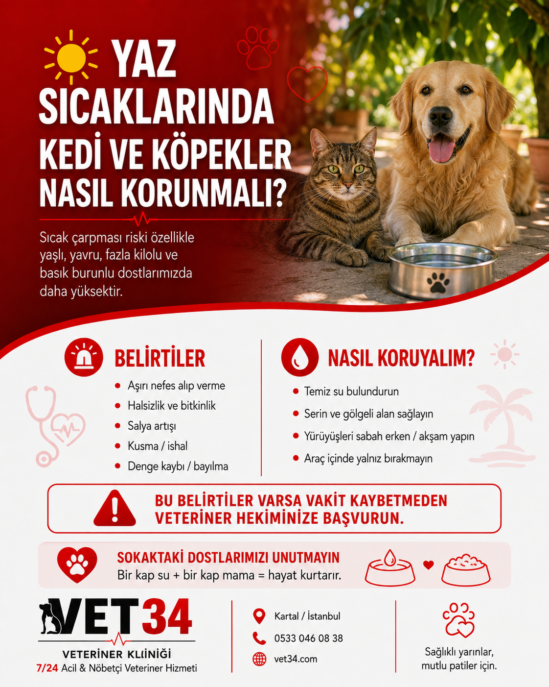Yaz Sıcaklarında Kedi ve Köpekler Nasıl Korunmalı?