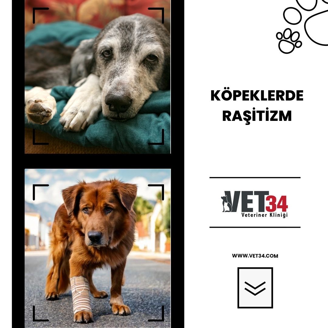 Köpeklerde Raşitizm