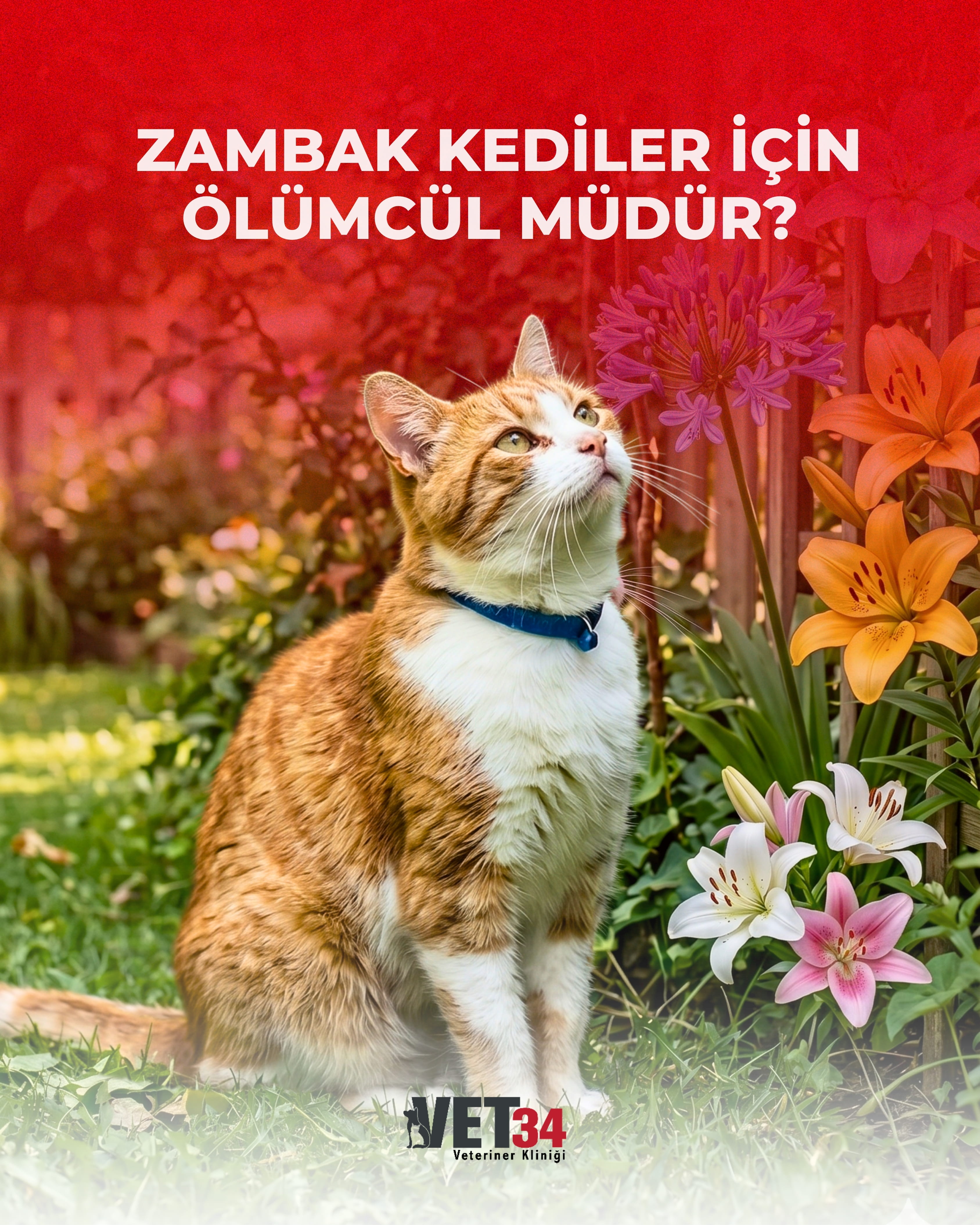 Zambak Kediler İçin Ölümcül mü?
