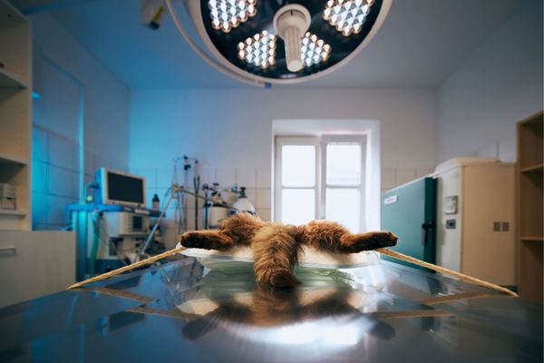 Maltepe 24 Saat Açık Nöbetçi Veteriner Kliniği