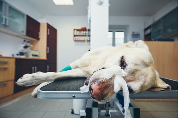 Kartal Veteriner | 24 Saat Açık Acil Vet34 Veteriner Kliniği