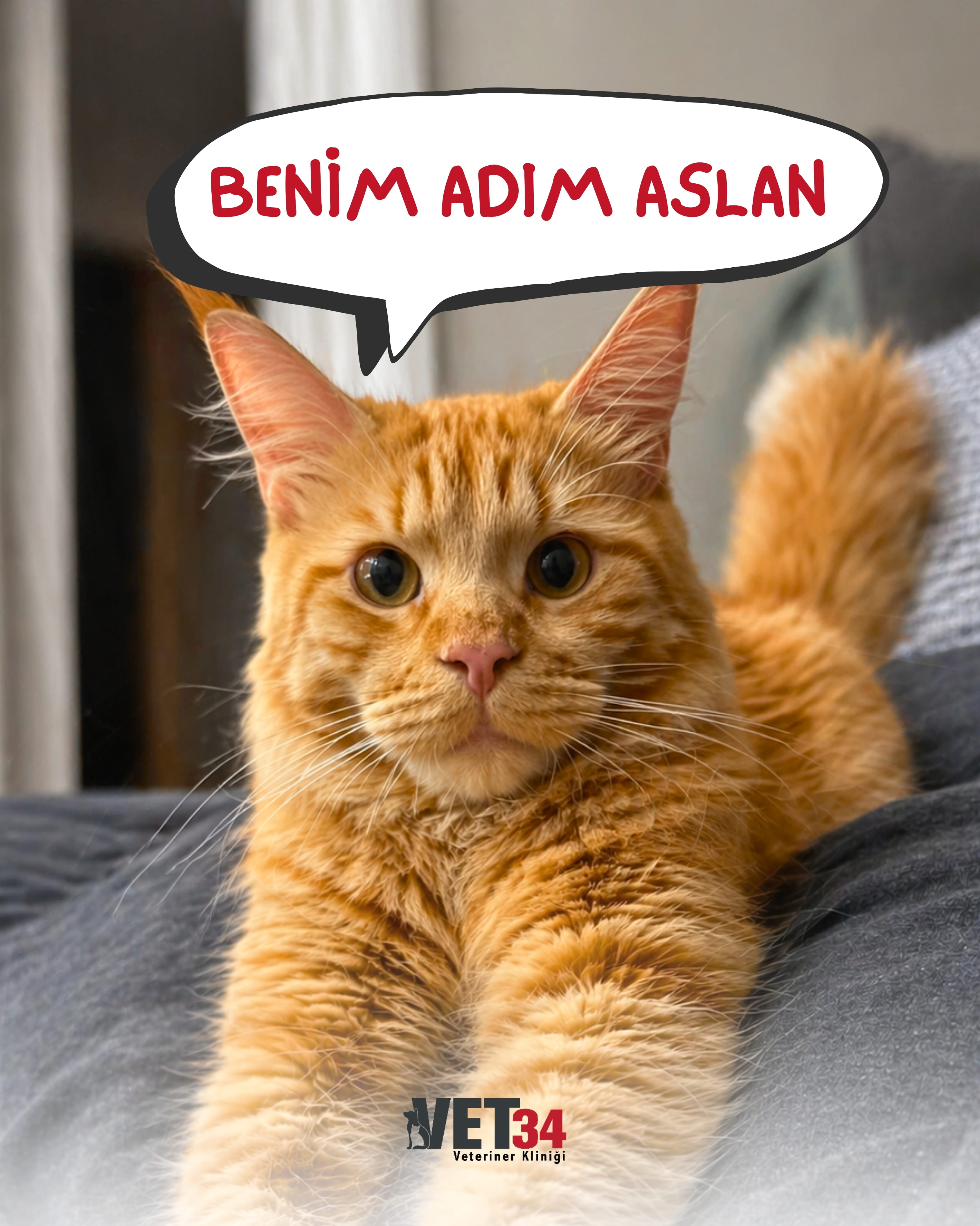 Kedi Kalça Problemi ve Takip Süreci | Aslan’ın Hikayesi
