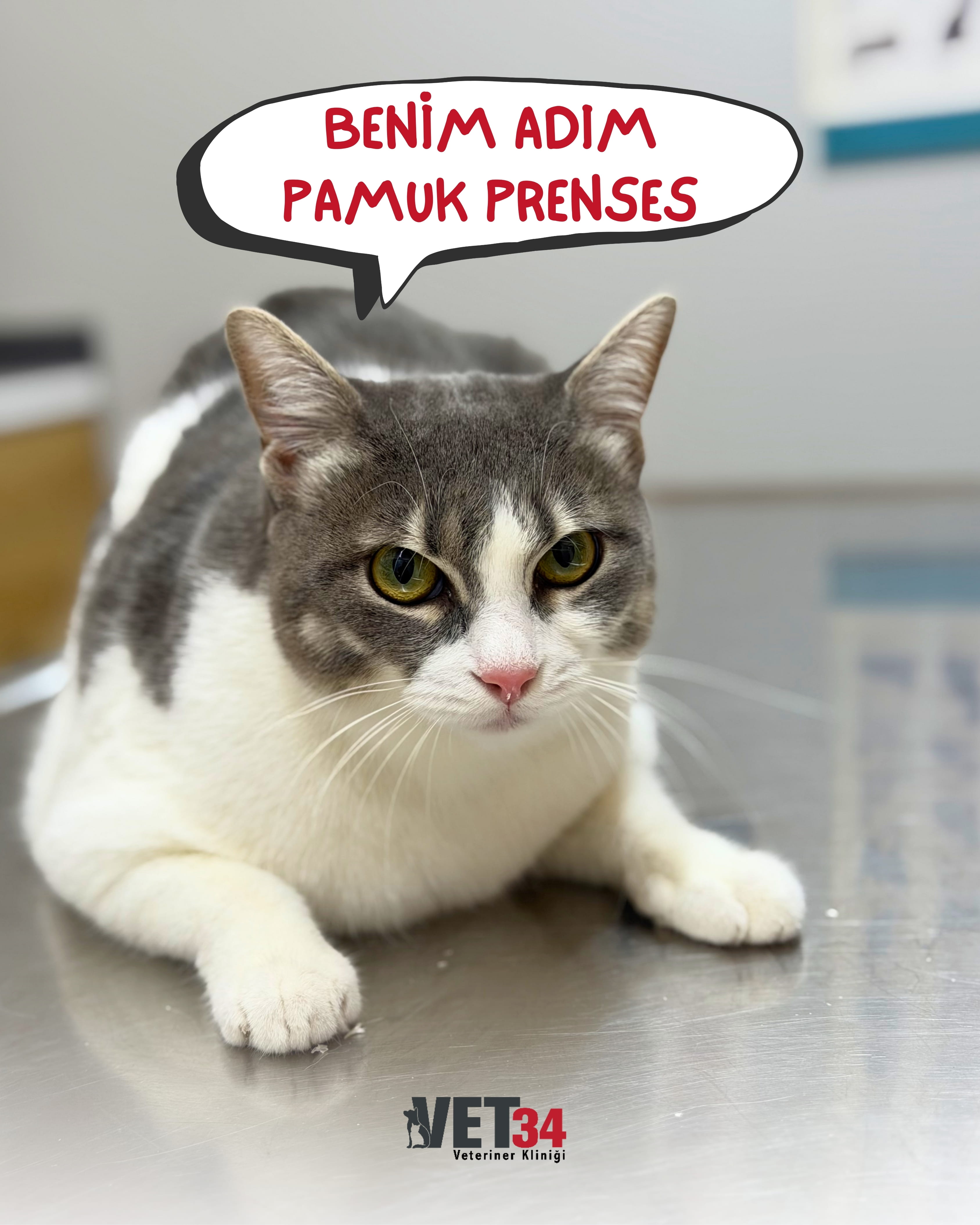 Koruyucu Veteriner Hekimliğin Önemi: Pamuk Prenses'in Hikayesi