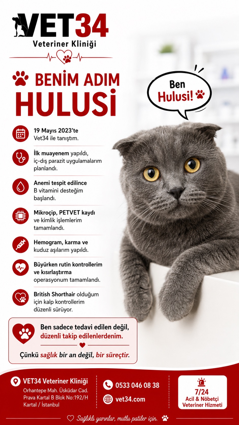 British Shorthair Kedilerde Kalp Kontrolü ve Sağlık Takibi: Hulusi’nin Hikayesi