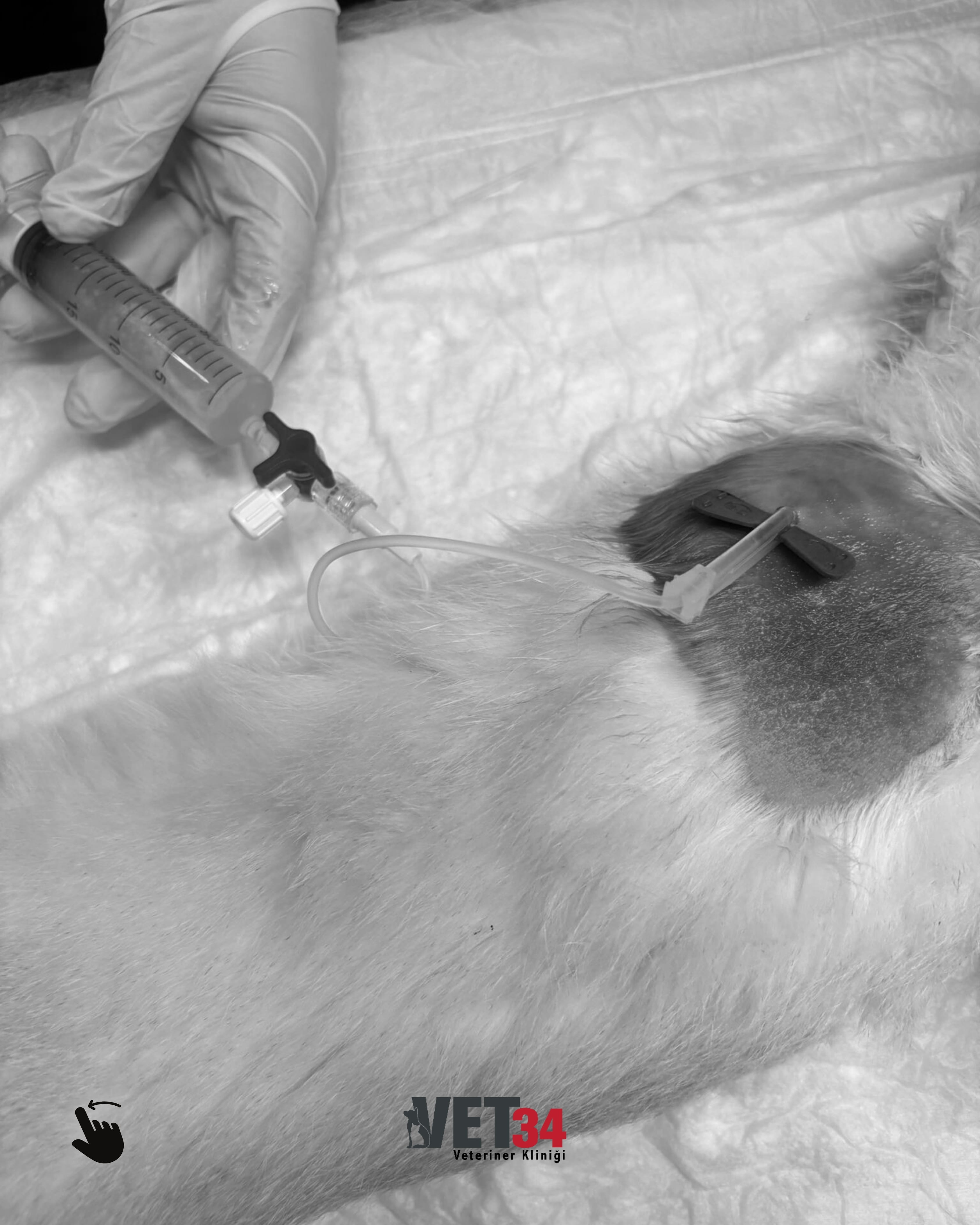 FIP (Kedi Koronavirüsü) Nedir? Belirtileri ve Tedavi Süreci | Çakıl’ın Hikayesi