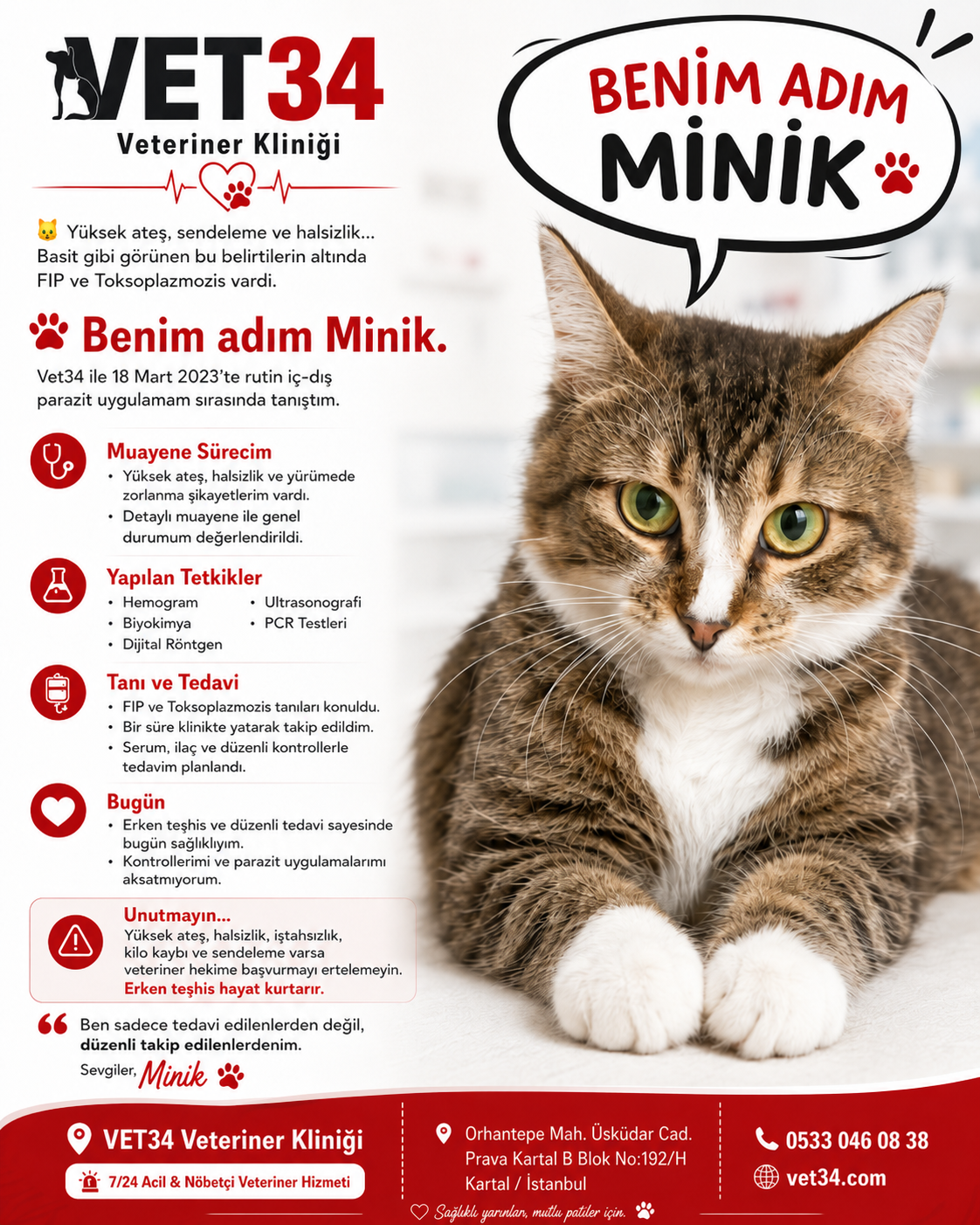 Kedilerde FIP ve Toksoplazmozis: Minik'in İyileşme Hikayesi