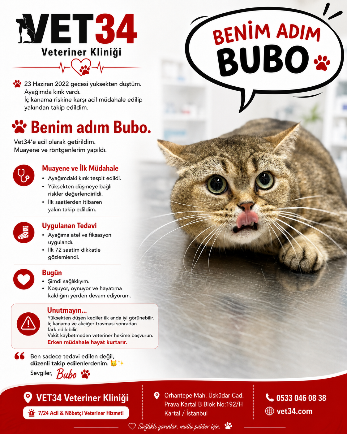Kedilerde Yüksekten Düşme Sendromu: Bubo'nun İyileşme Hikayesi