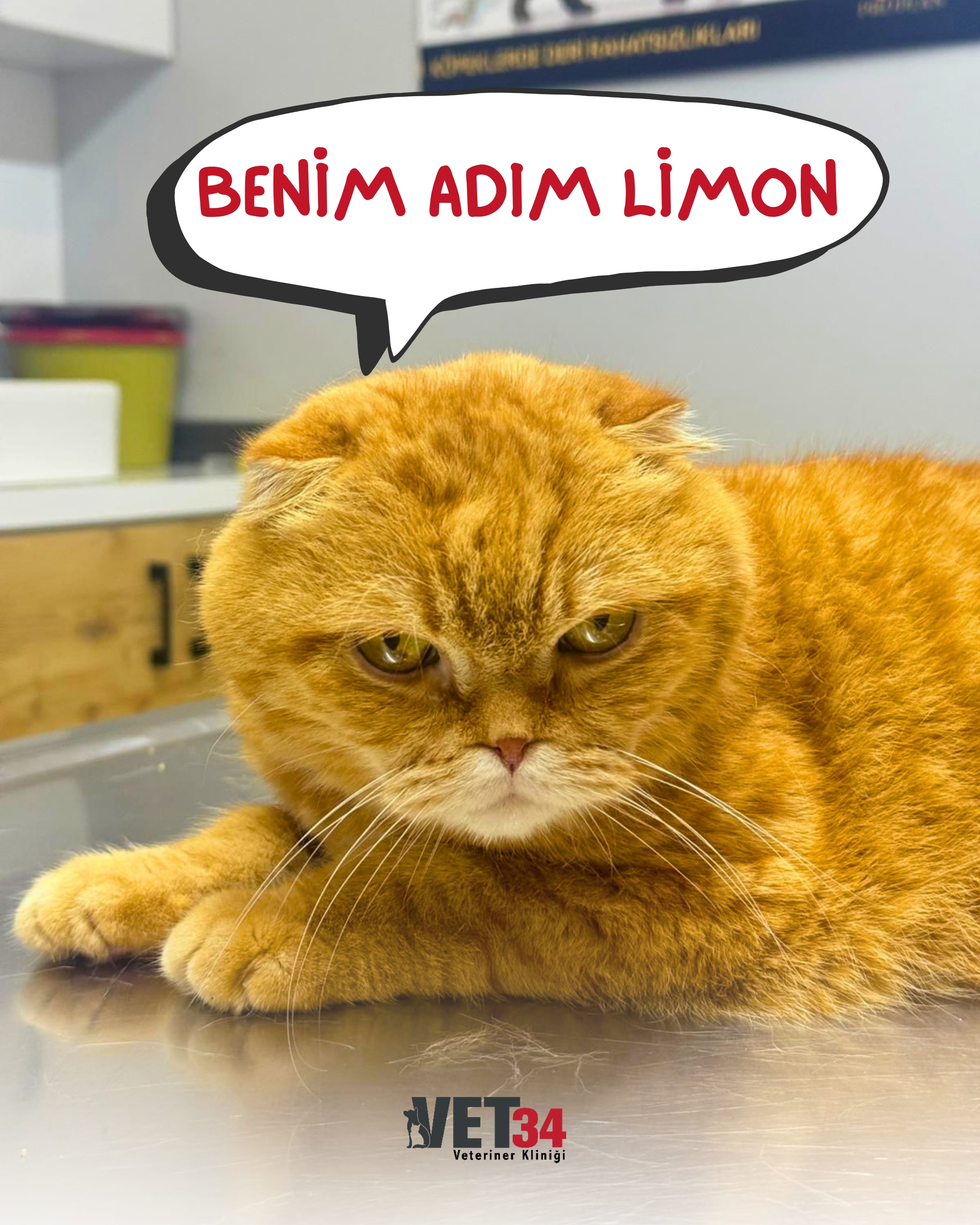 Kedilerde İdrar Yapamama ve Kan Paraziti Tedavisi | Limon’un İyileşme Süreci