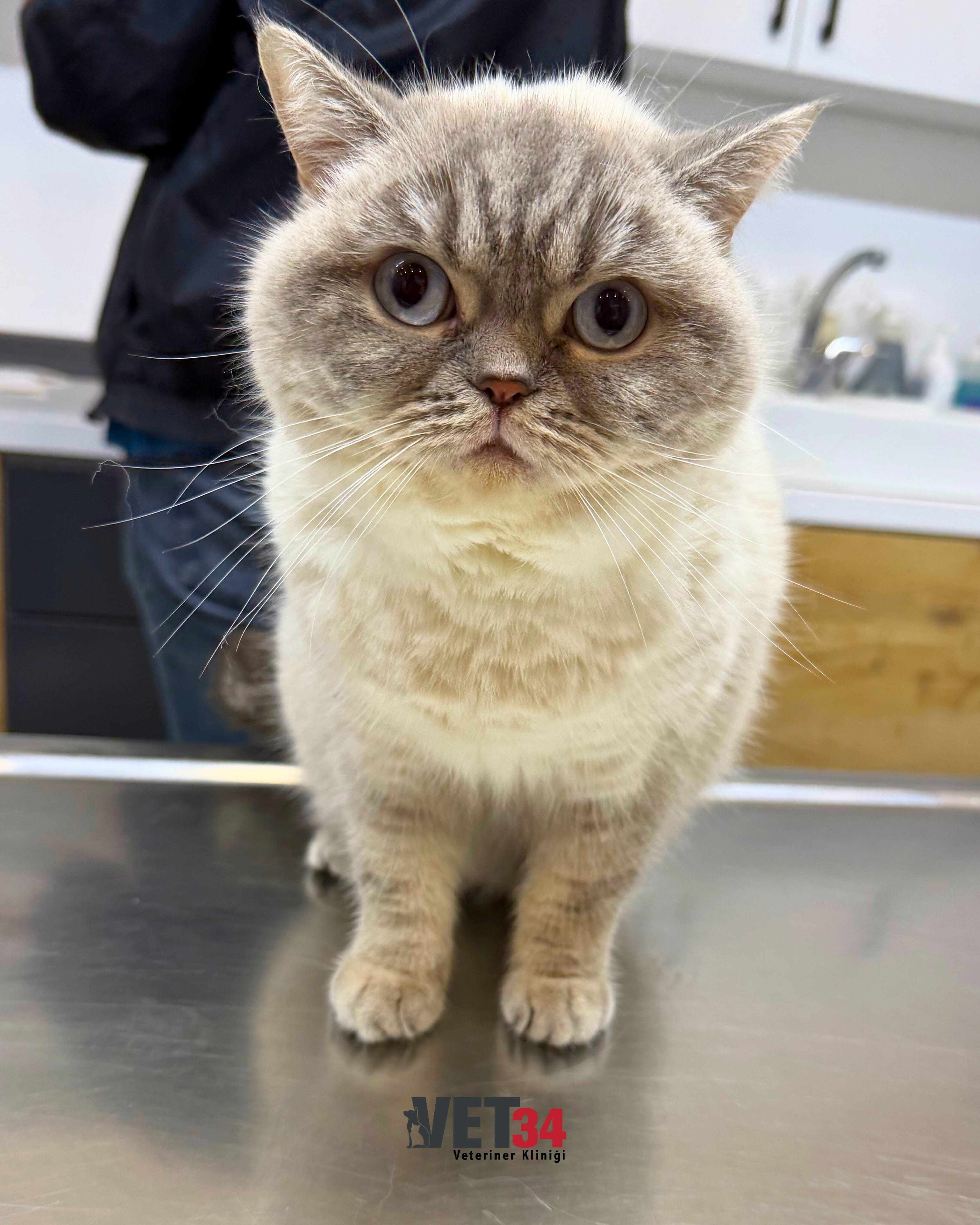 Kartal’da Calicivirus (Kedi Gribi) Tedavisi – Boncuk’un İyileşme Süreci | Vet34 Veteriner Kliniği