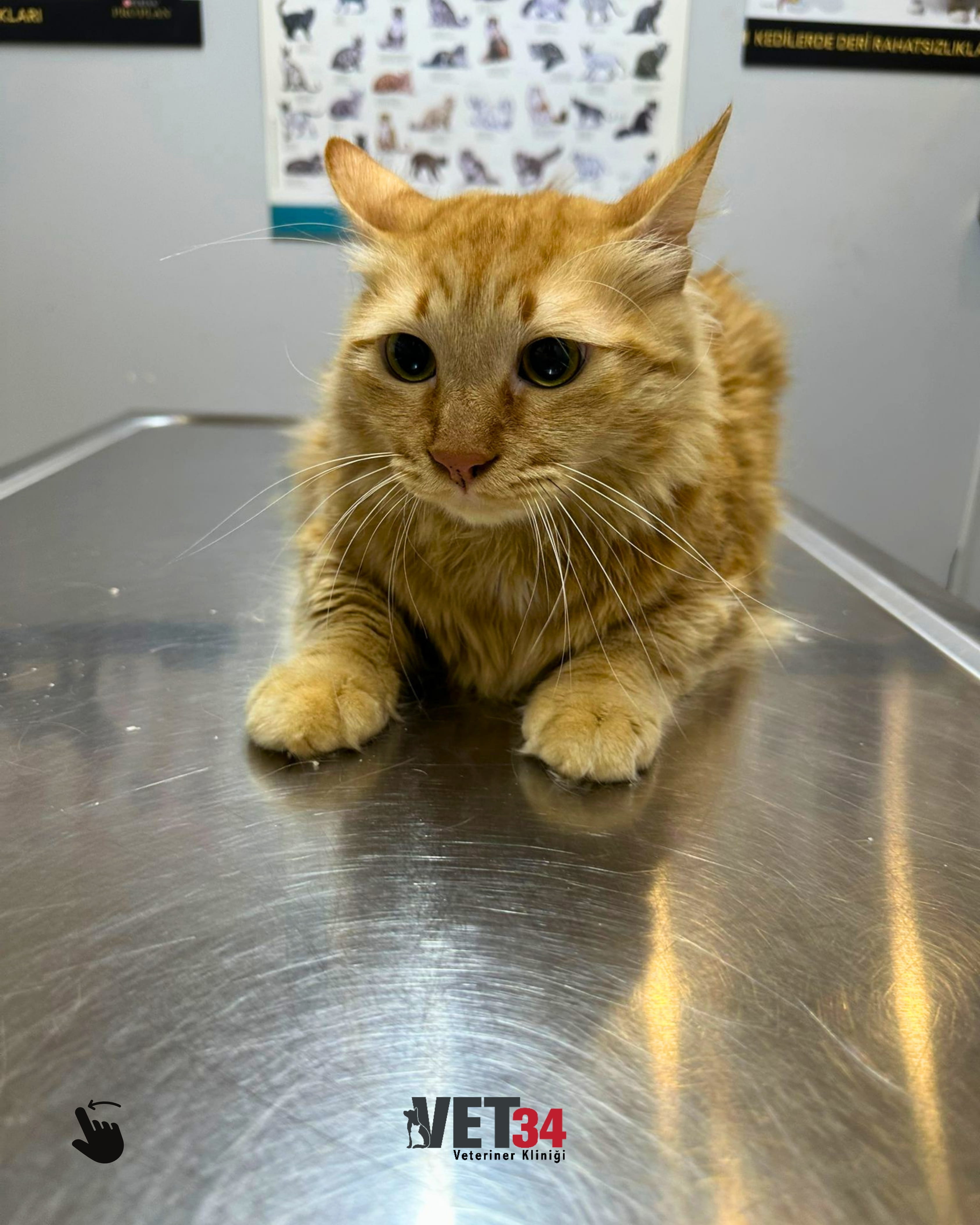 Efecan’ın Hikâyesi: Yavruyken Başlayan Sağlıklı Bir Yolculuk