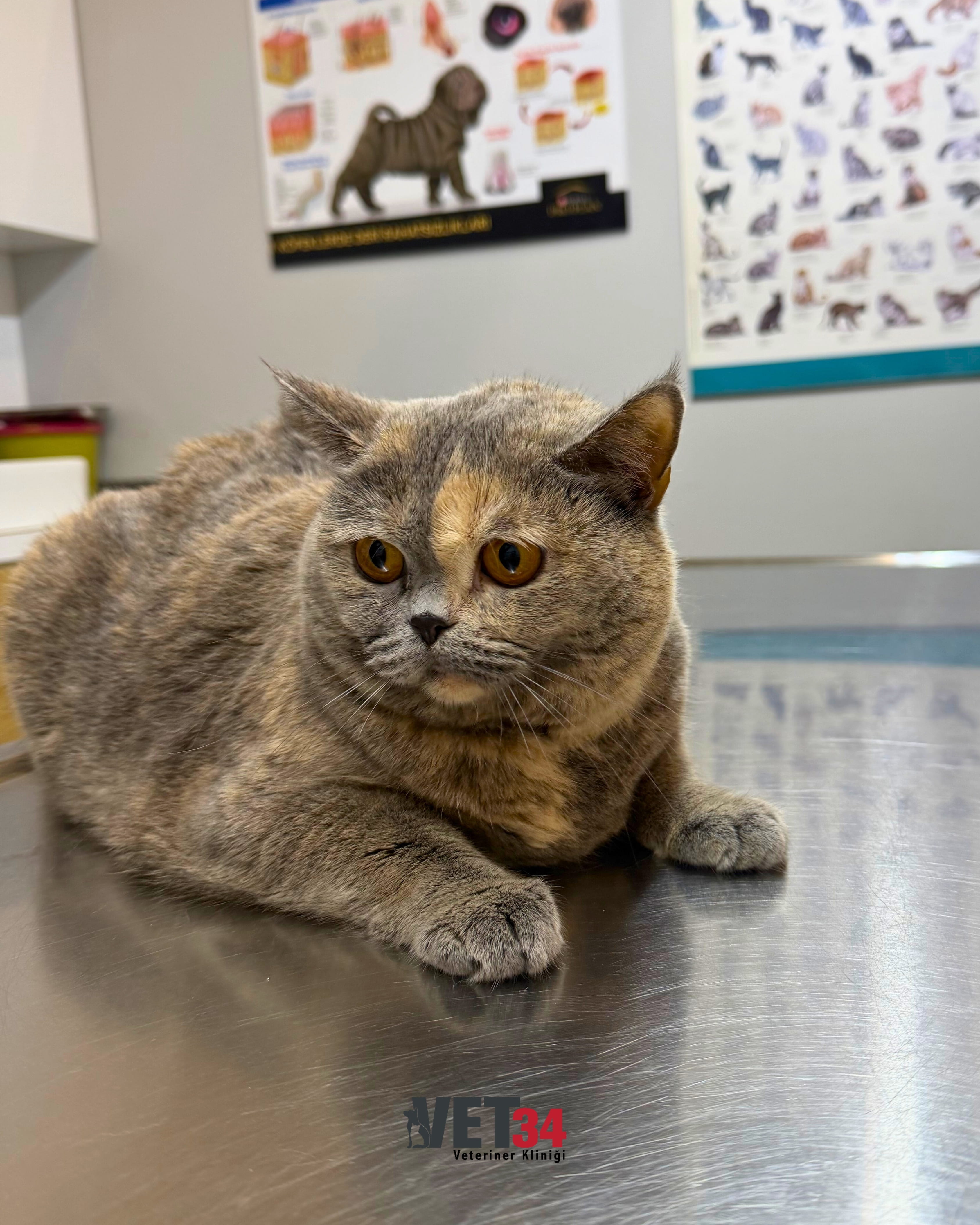 Kartal’da Calicivirus Tedavisi – Vet34 Veteriner Kliniği