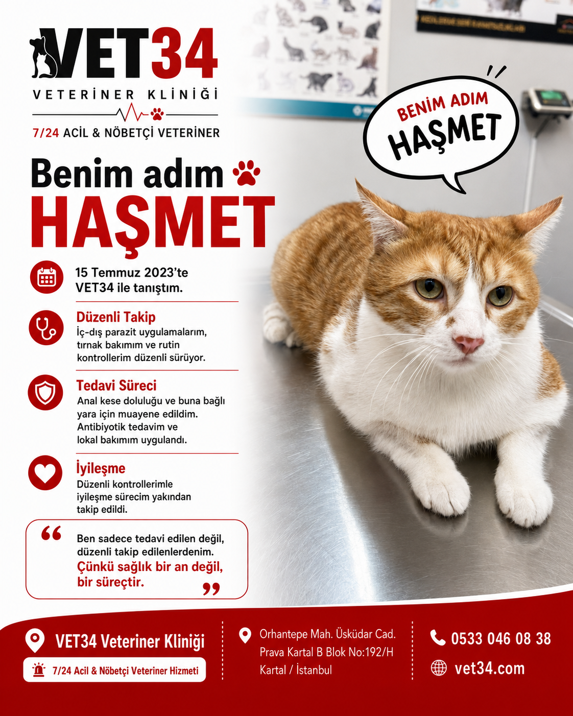Kedilerde Anal Kese Problemi ve Düzenli Sağlık Takibi: Haşmet’in Hikayesi
