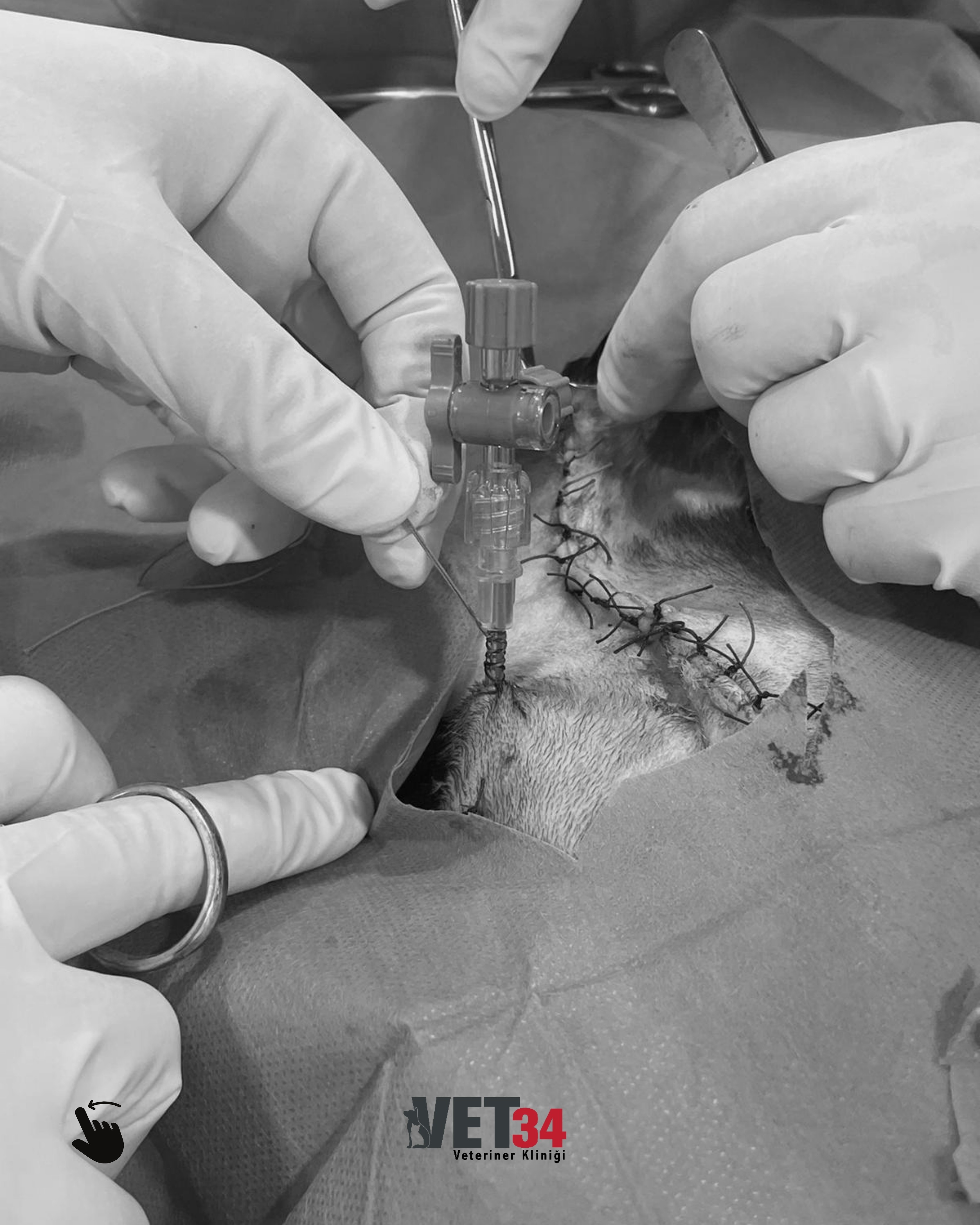 Kedilerde Meme Tümörüne Erken Müdahale: Ceviz’in Tedavi Süreci