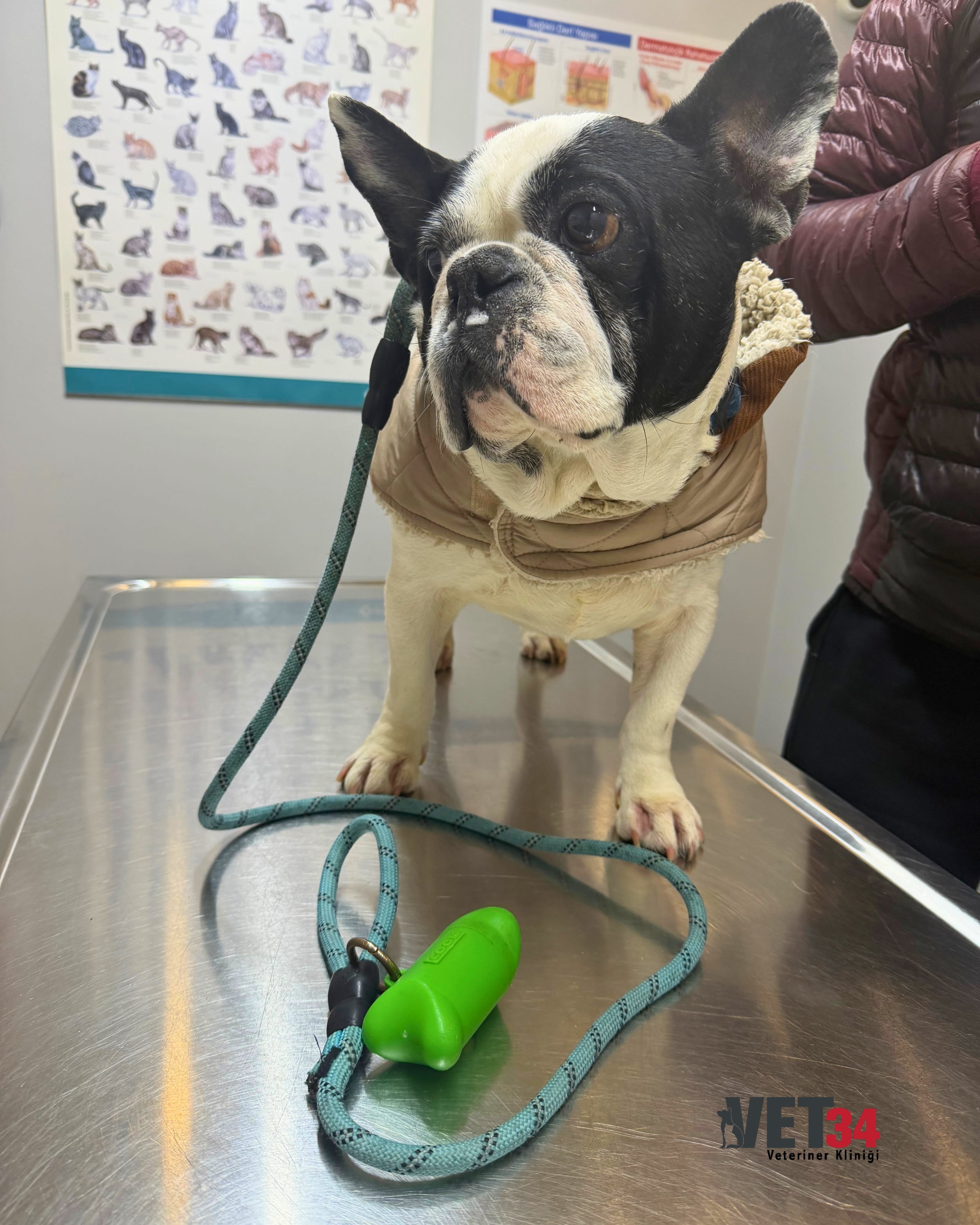 Kartal'da Köpeklerde Kanlı İdrar (Hematüri) Vakası ve Acil Müdahale