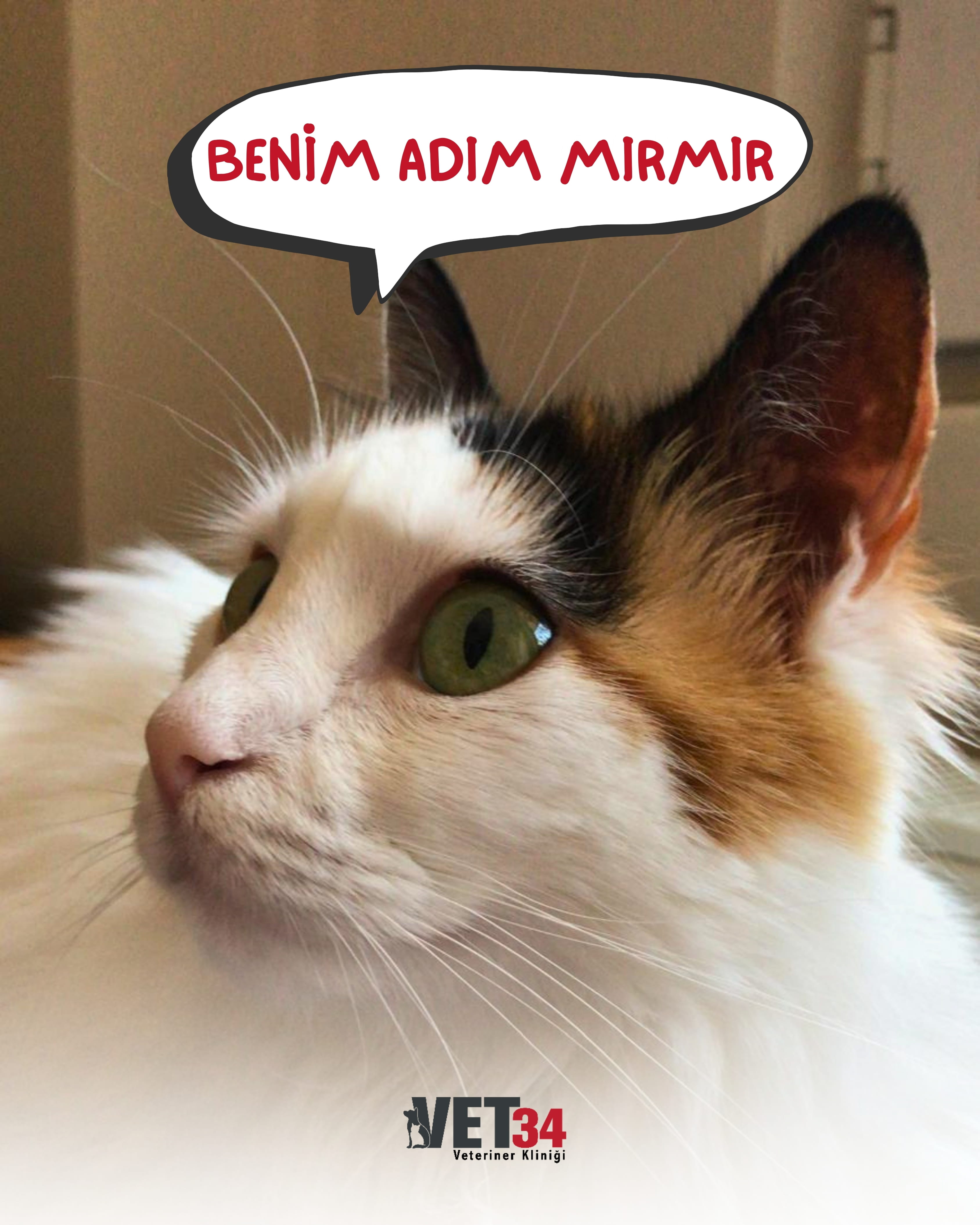 Mırmır’ın Hikayesi: Kedilerde Tüy Yumağı, Kusma ve Dışkı Problemi Tedavi Süreci
