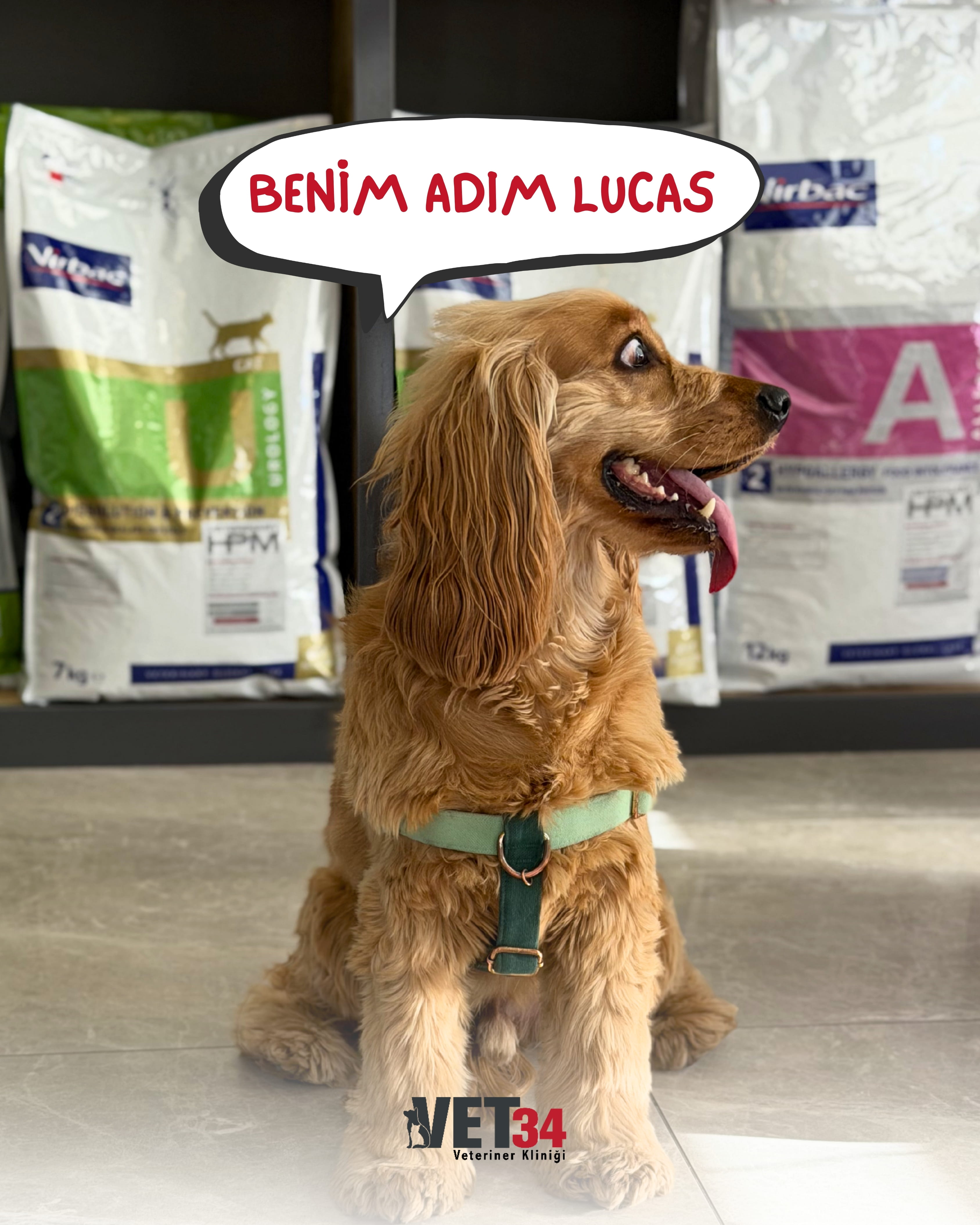 Benim Adım Lucas