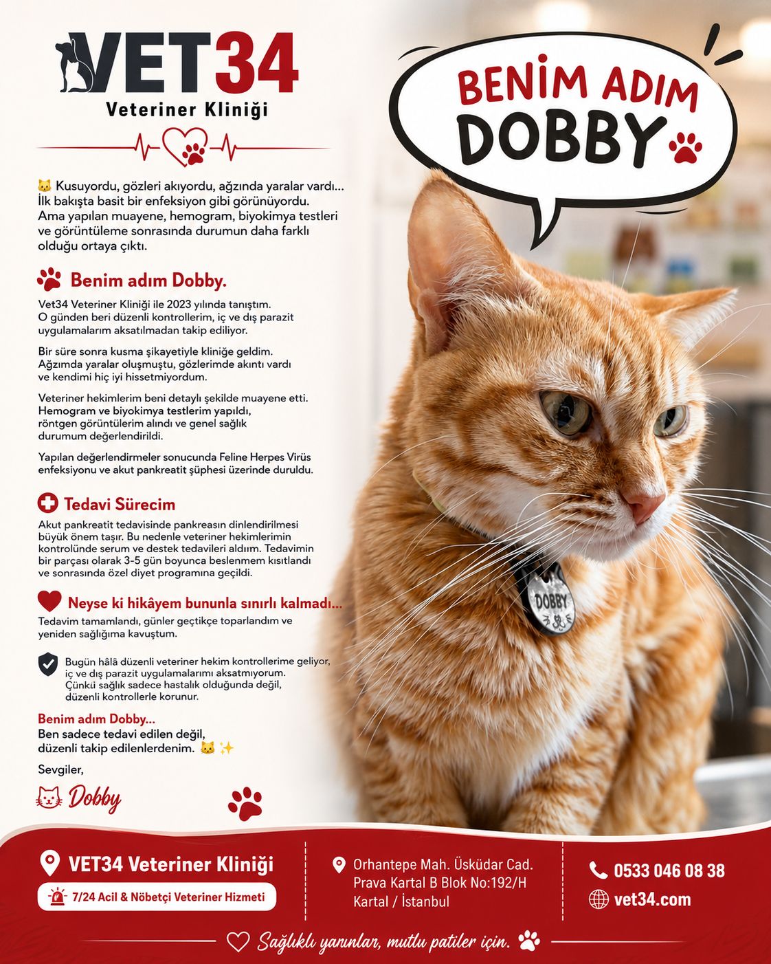 Kedilerde Feline Herpes Virüsü ve Akut Pankreatit: Dobby'nin Hikayesi